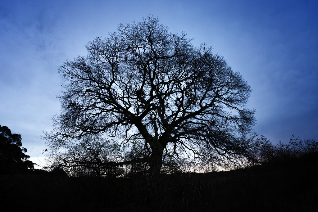 tree-silhouette-sunset-daylesford
