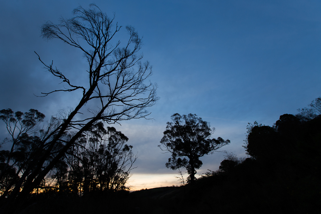 trees-silhouette-sunset-daylesford
