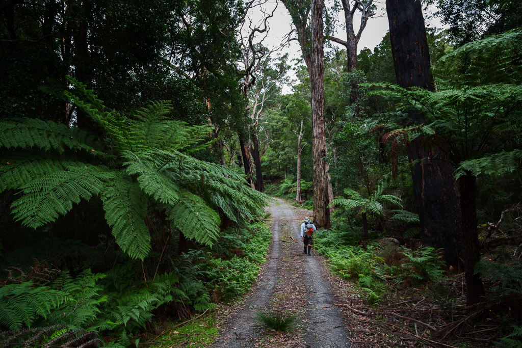 large-ferns-five-mile-road-wilsons-prom