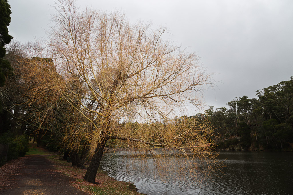 trees-lake-daylesford