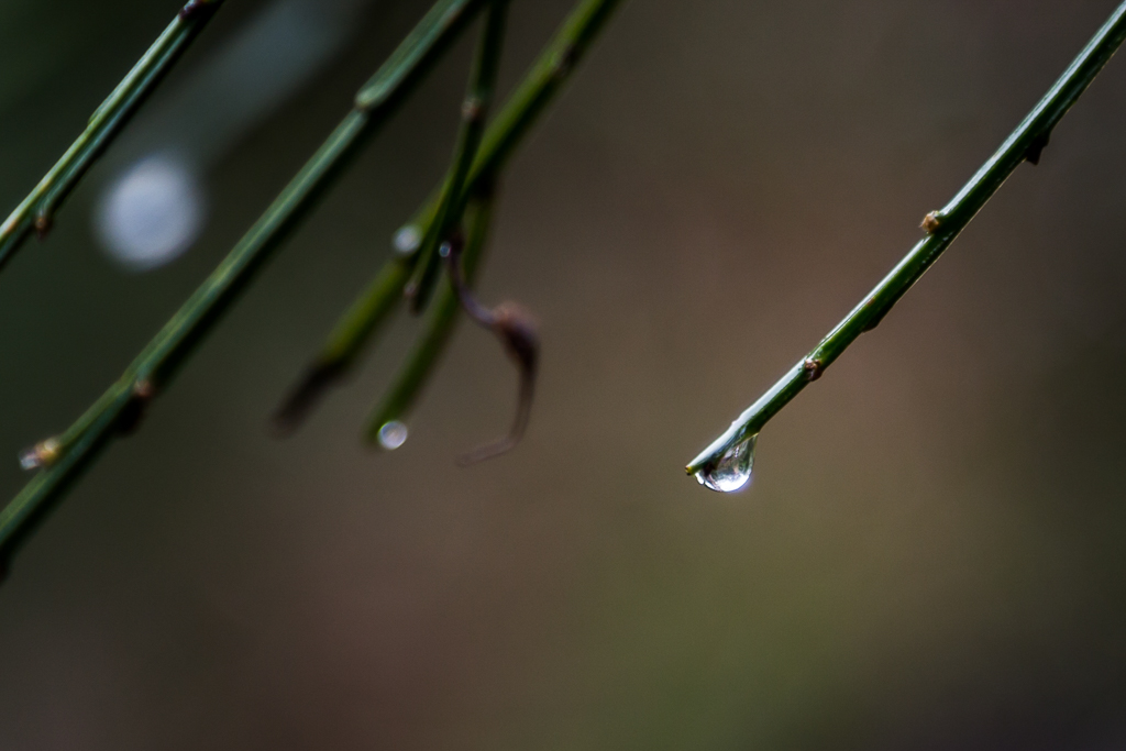 water-droplet-on-branch