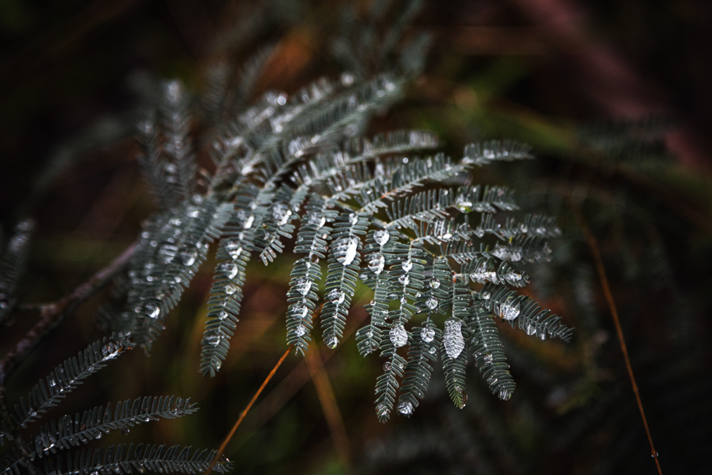 water-droplets-on-fern-branch