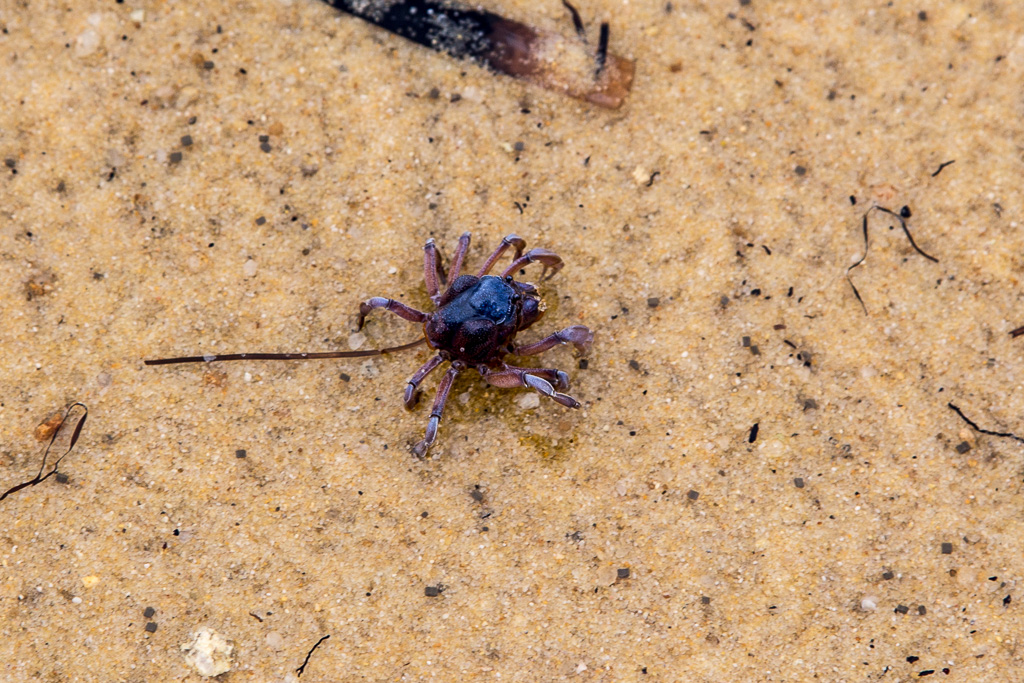 light-blue-soldier-crab-chinaman-long-beach-wilsons-promontory