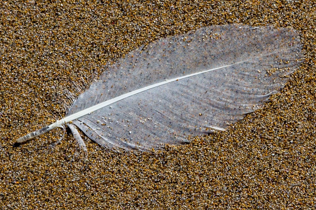 feather-lying-on-sand