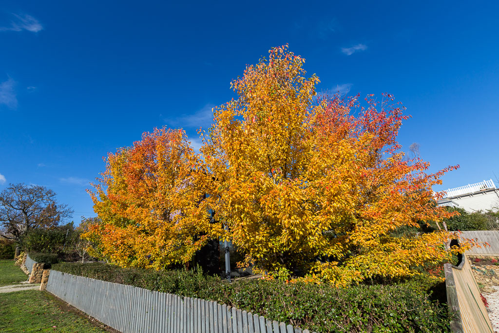autumn-tree-daylesford