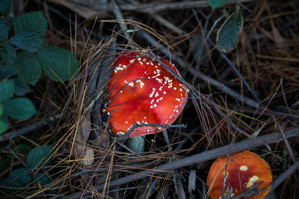 fungi-daylesford