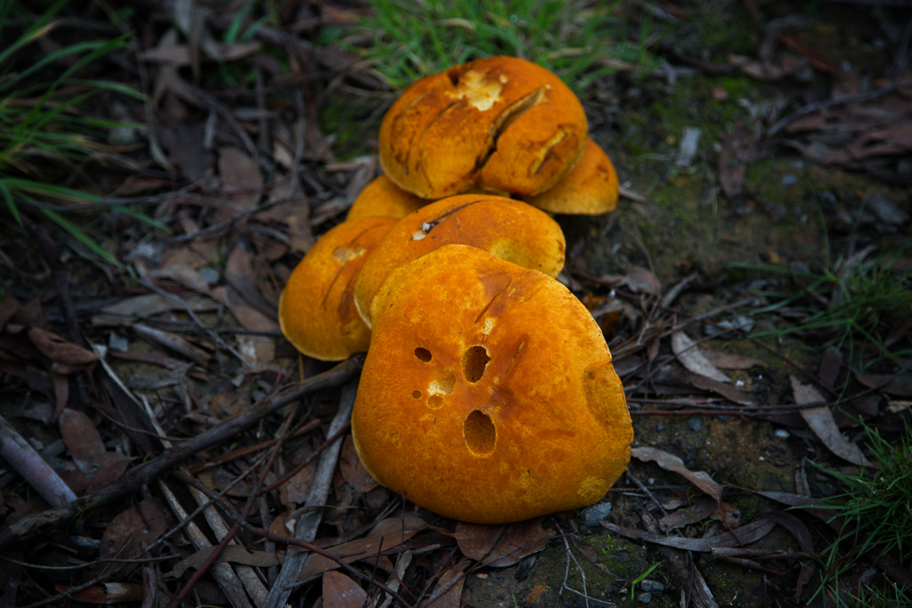 fungi-near-daylesford