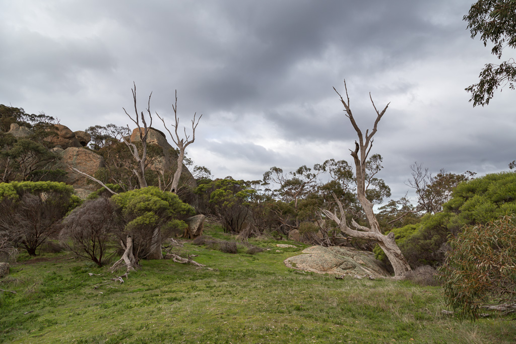 grass-trees-rocks-mount-kooyoora