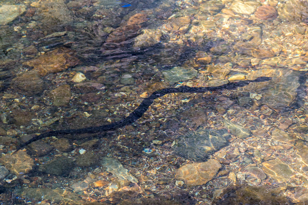 red-bellied-snake-swimming-lerderderg-river