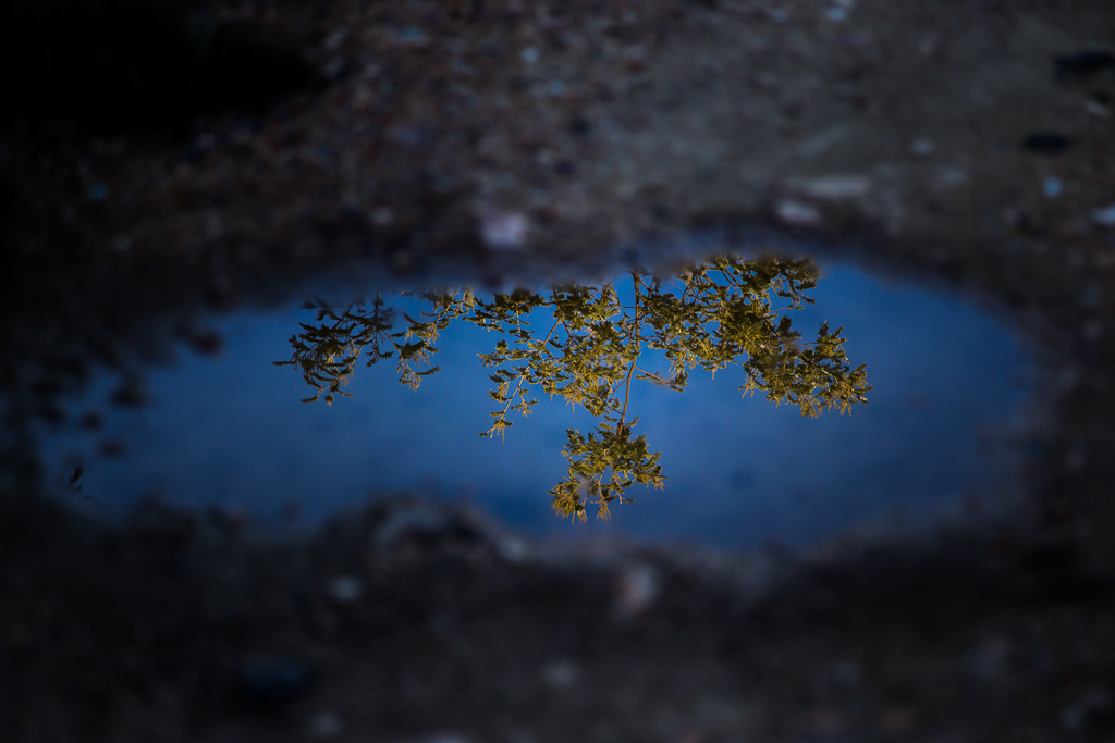 reflections-puddle