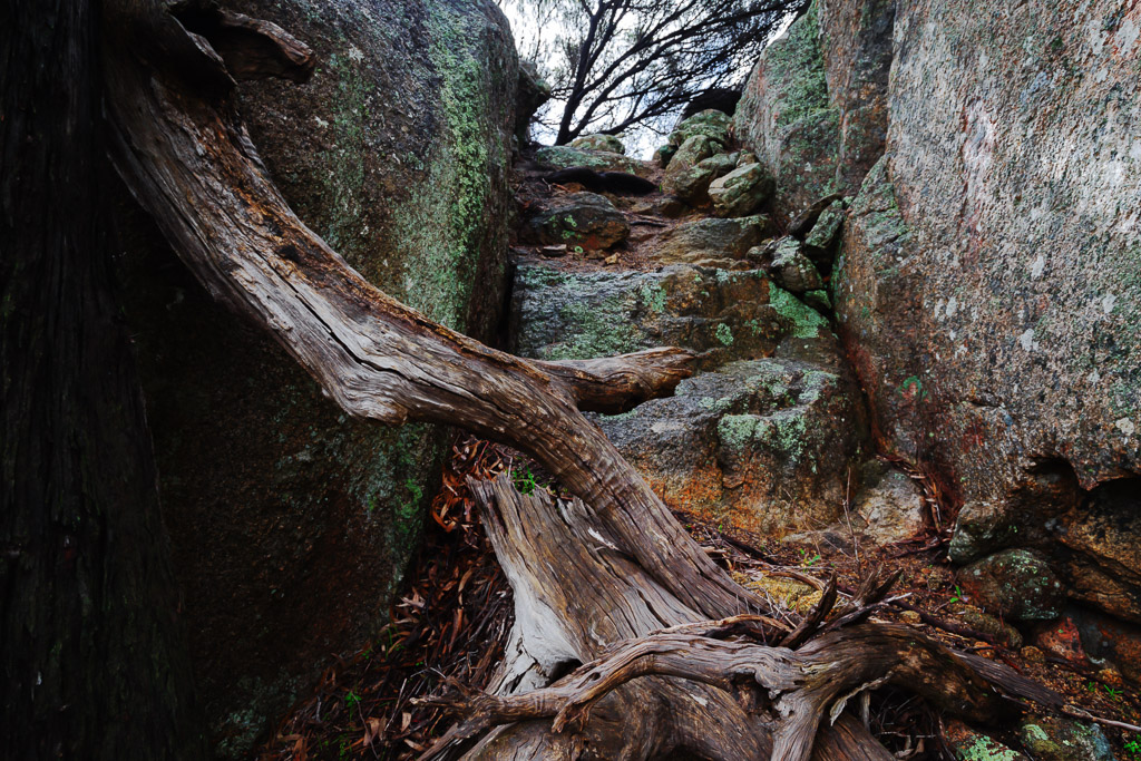 tree-branch-rocks-mount-kooyoora