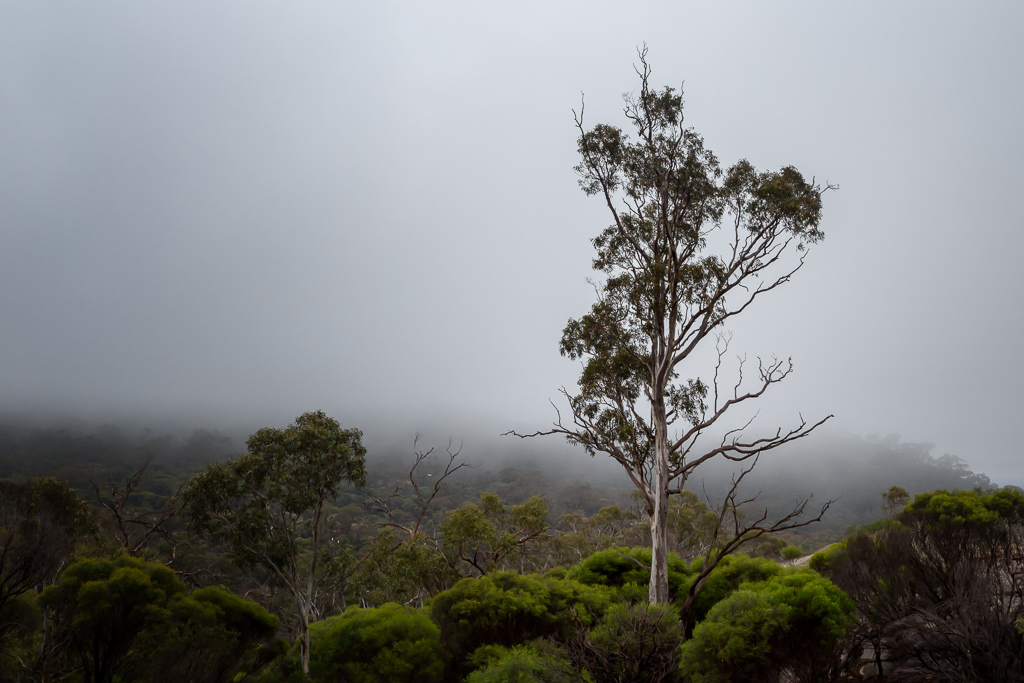 tree-in-cloud-mount-kooyoora