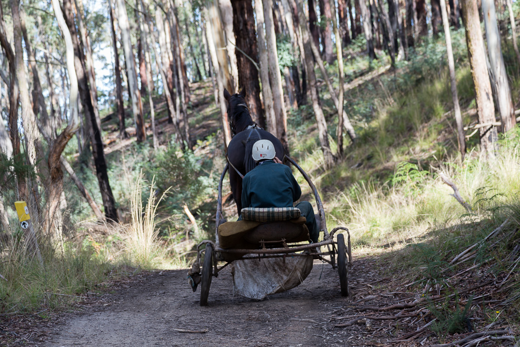 trotting-horse-daylesford-forest