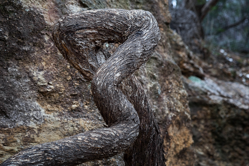 twisted-tree-root