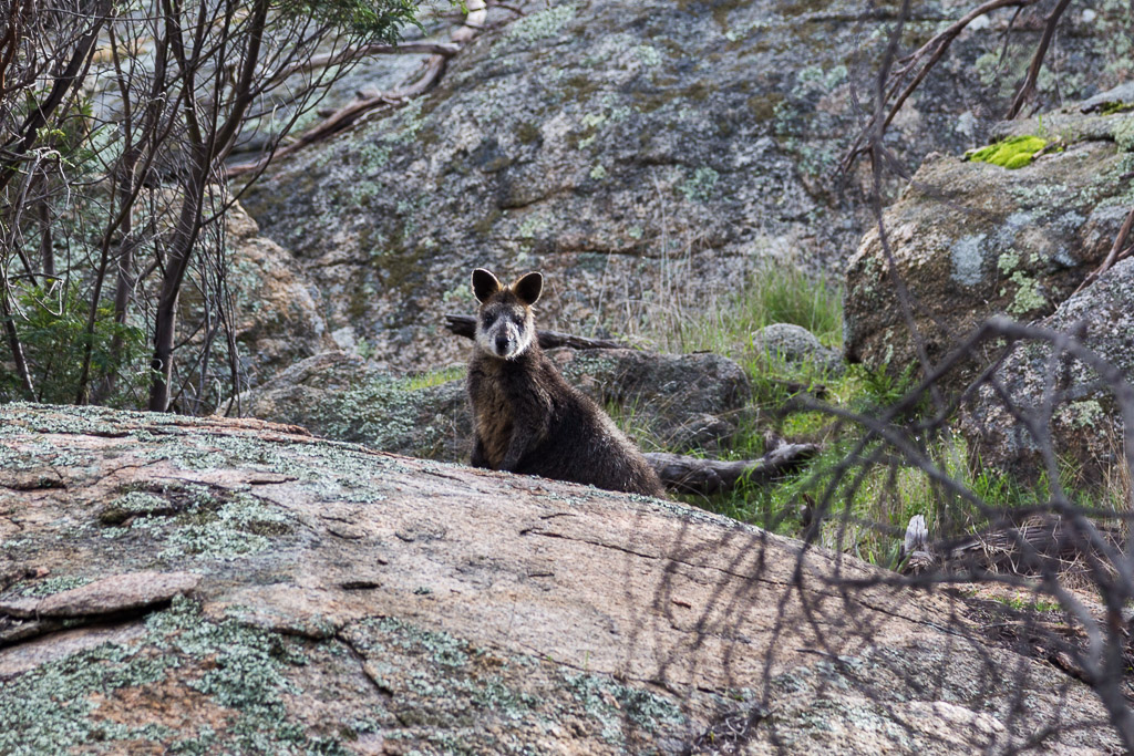 wallaby-mount-kooyoora