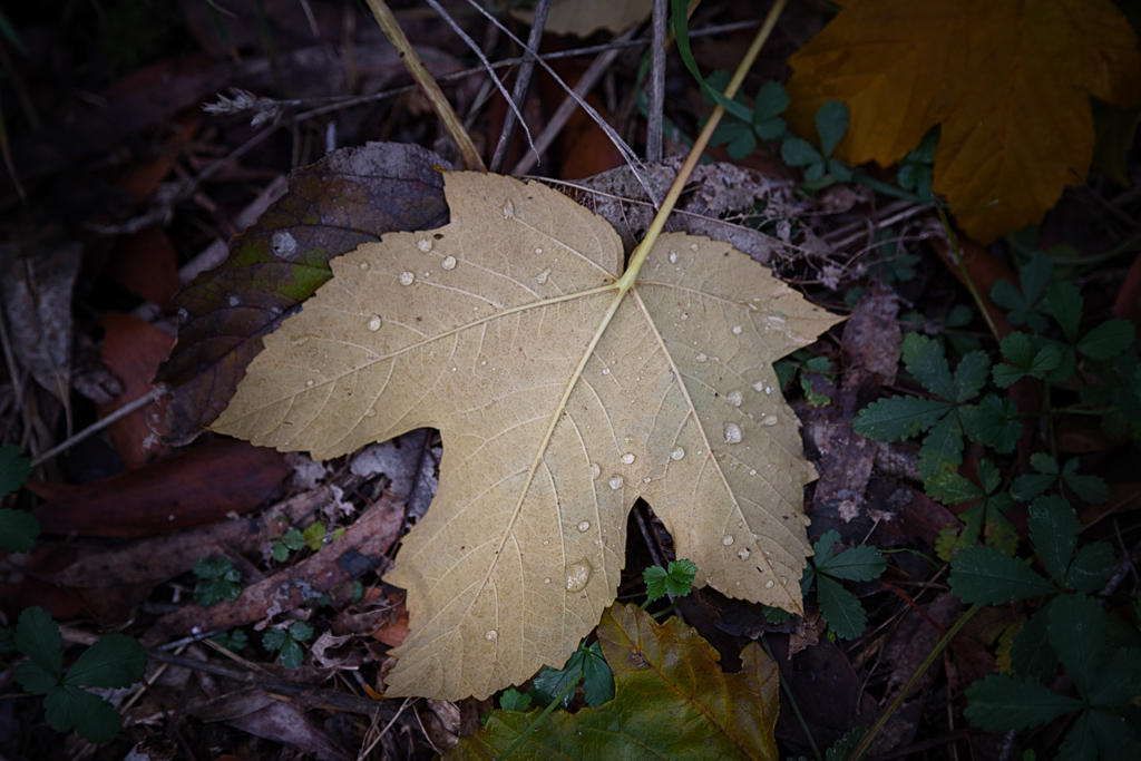 water-drops-large-leaf