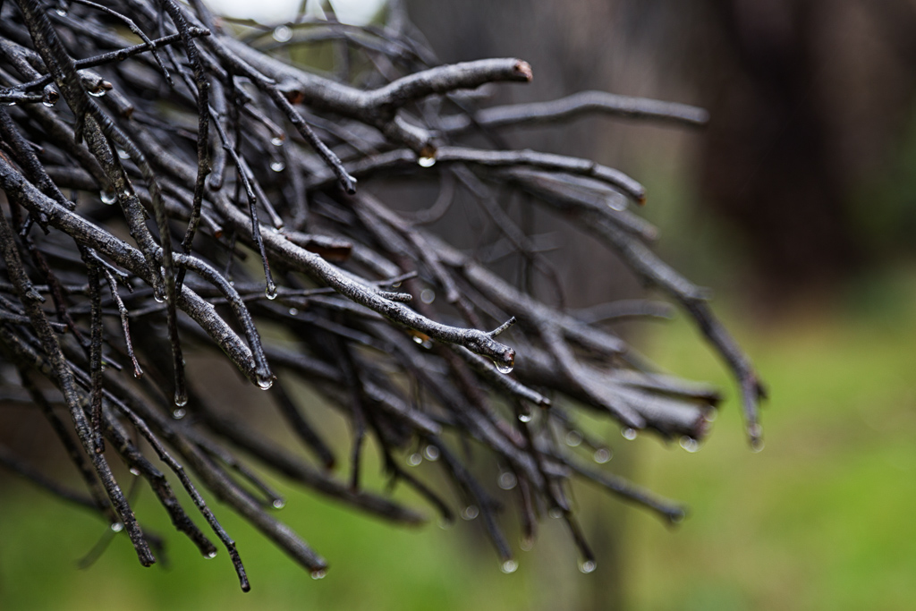 wet-branches