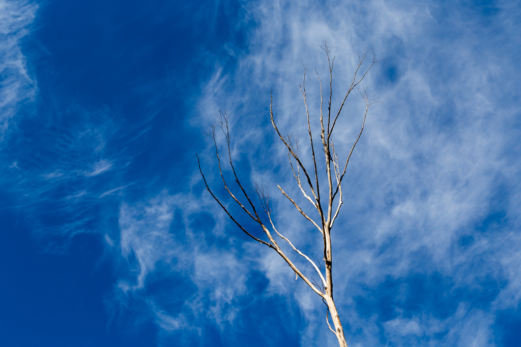 white-branch-blue-sky