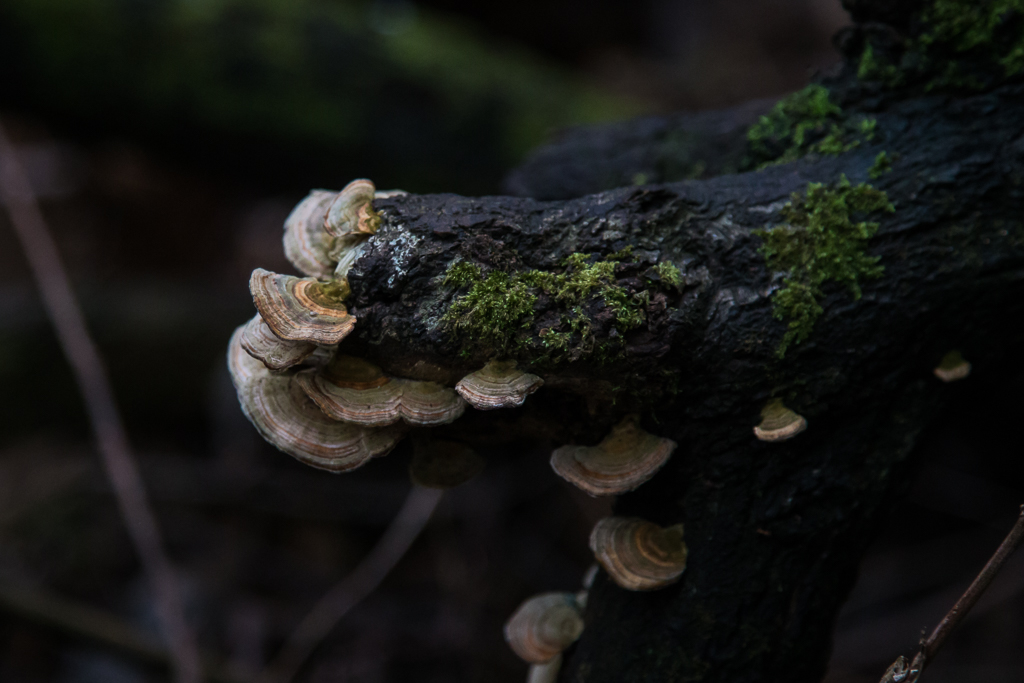 fungi-tree-branch-warburton