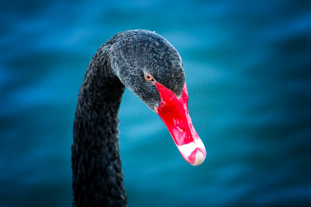 black-swan-albert-park-lake
