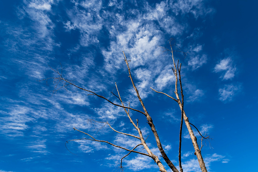 branches-blue-sky