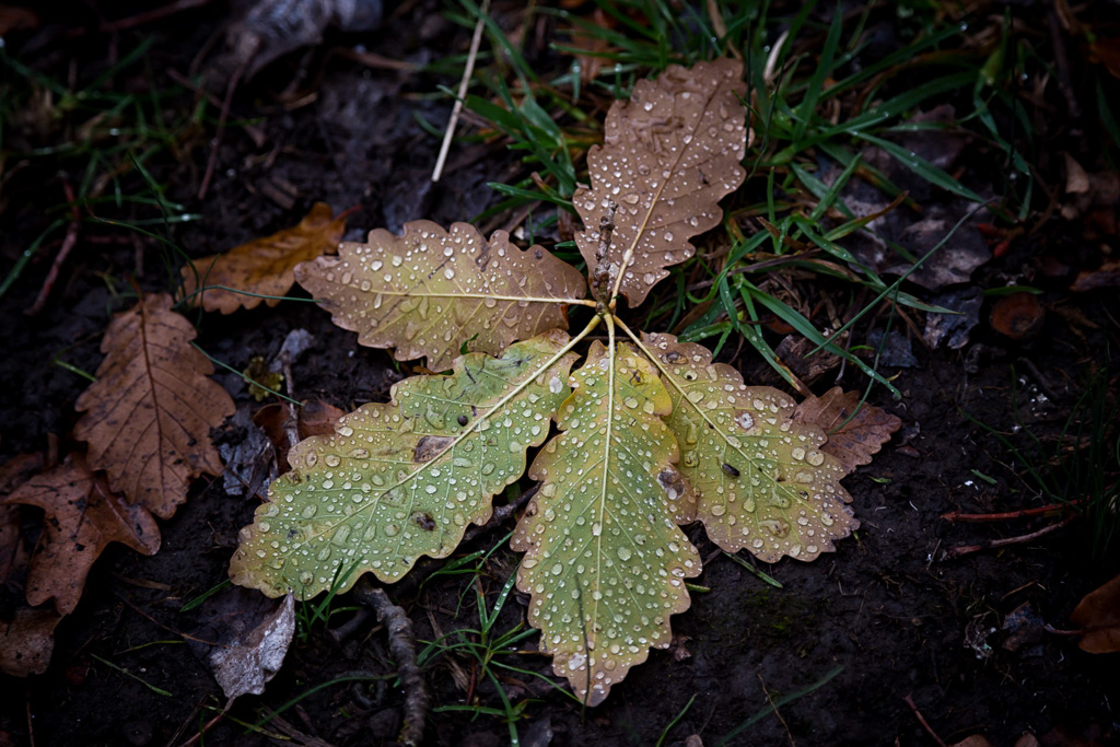 water-droplets-on-leaf