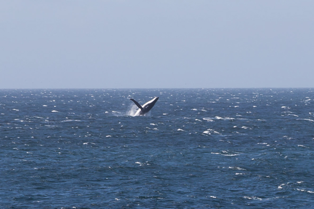 whale-breaching-water-near-gabo-island