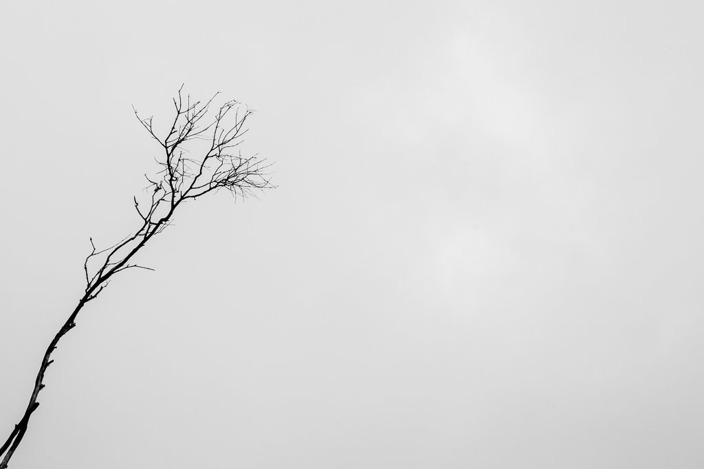 branch-against-white-sky