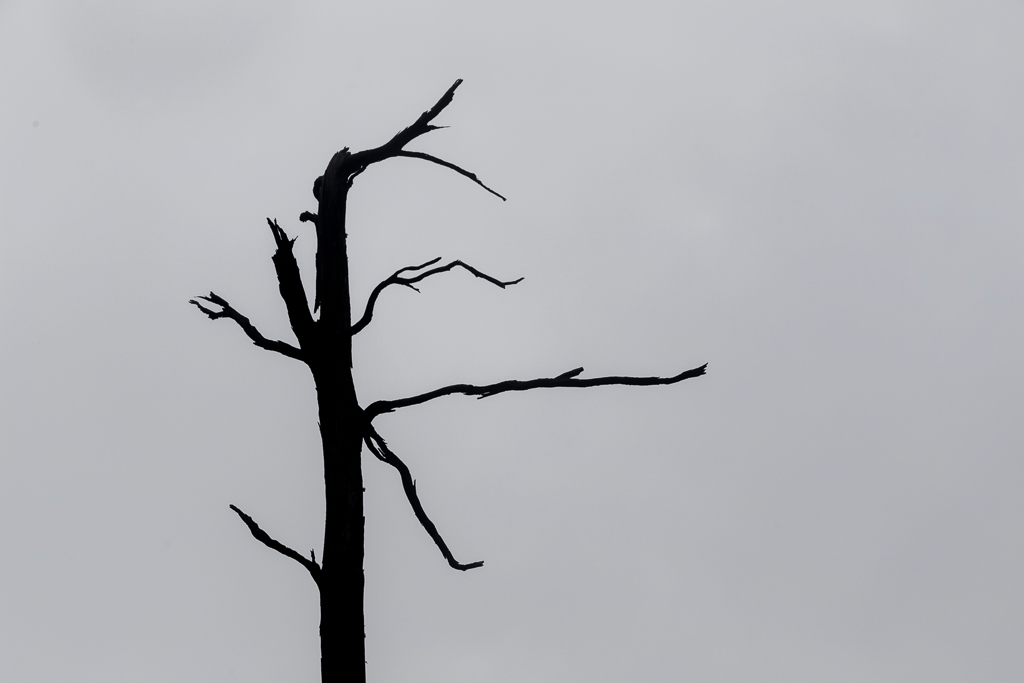 branch-silhouette-against-sky