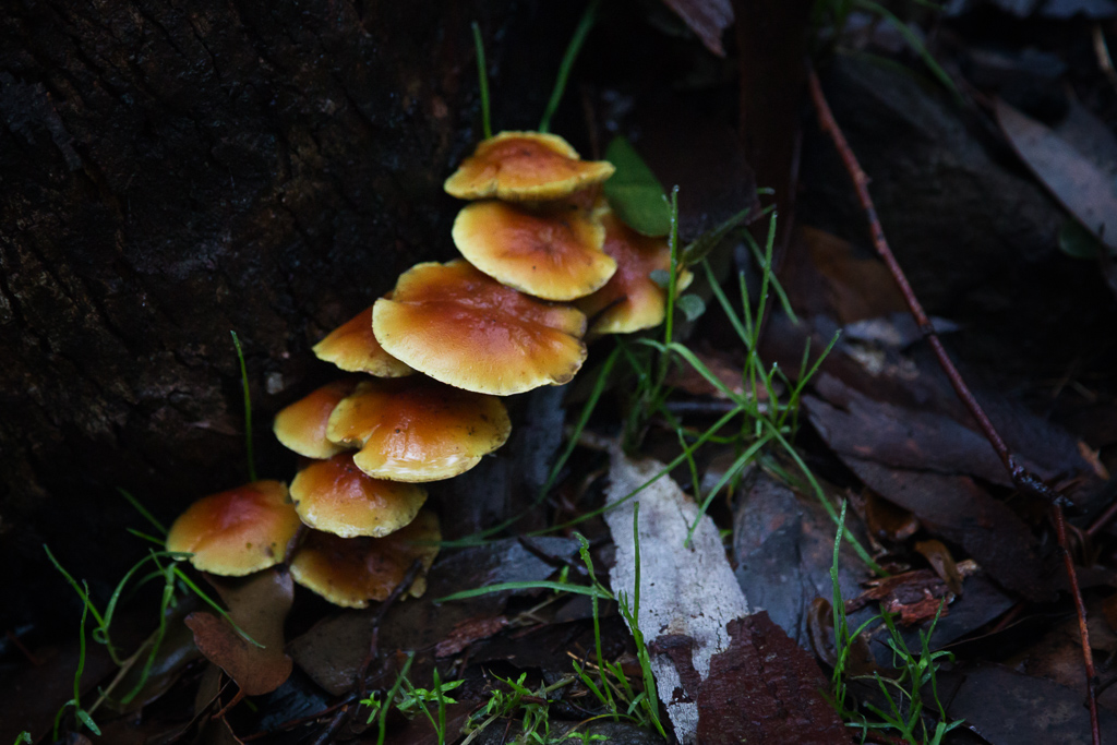 fungi-under-tree