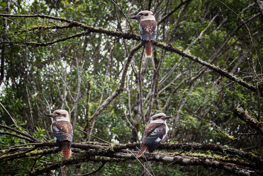 kookaburras-in-tree