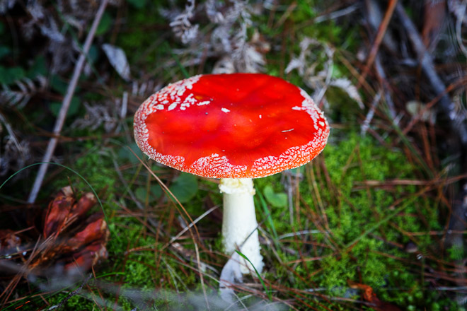 red-fungi-creswick-regional-park