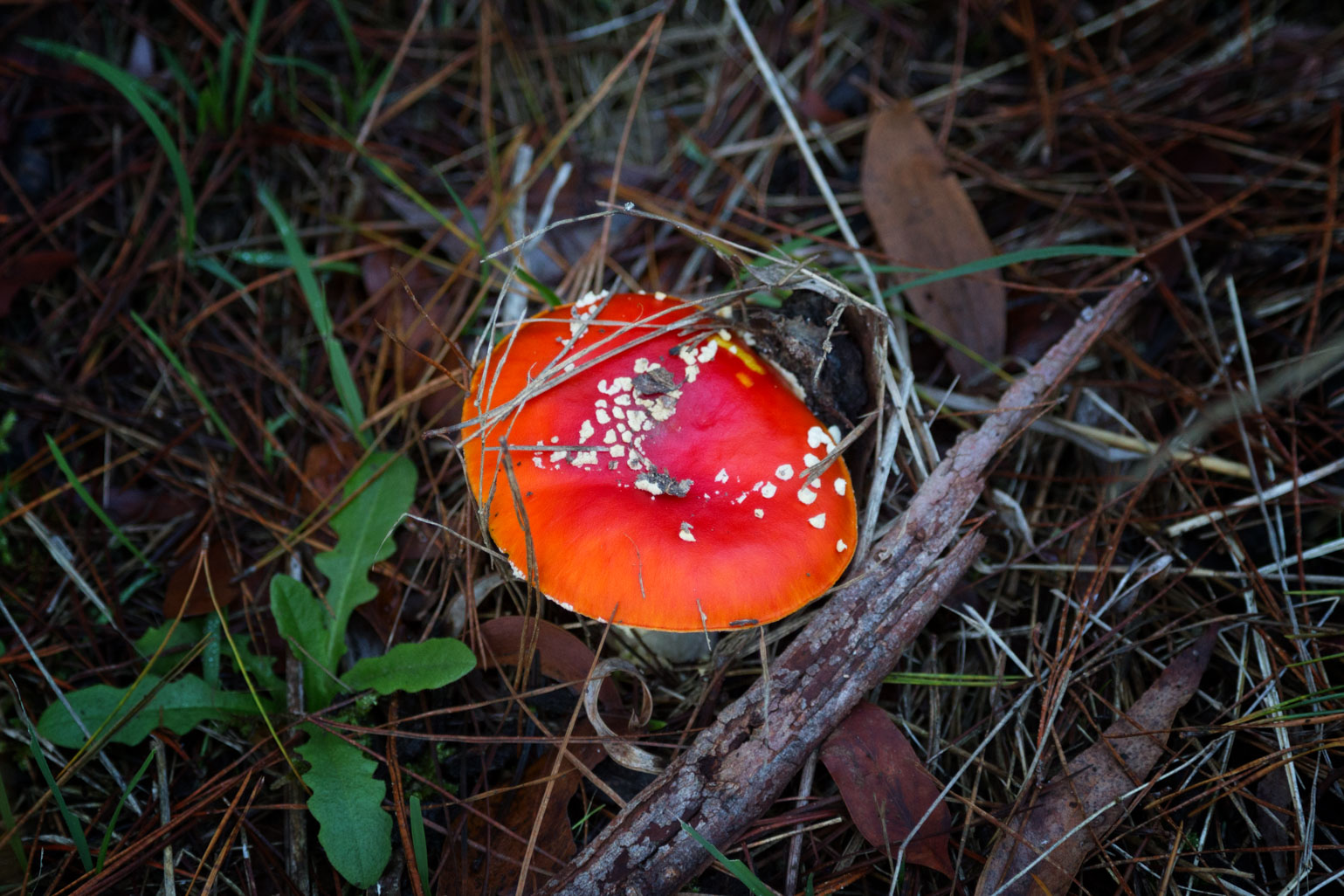 red-orange-fungi-creswick