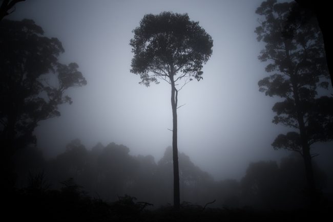 tree-in-cloud-mount-macedon
