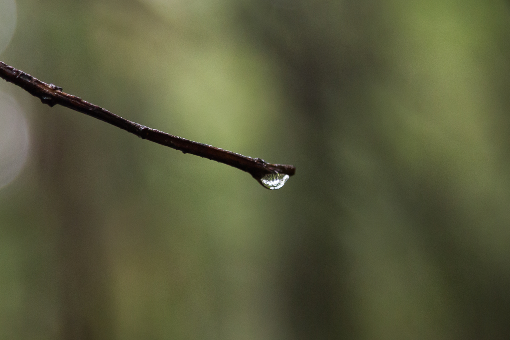 water-drop-on-twig