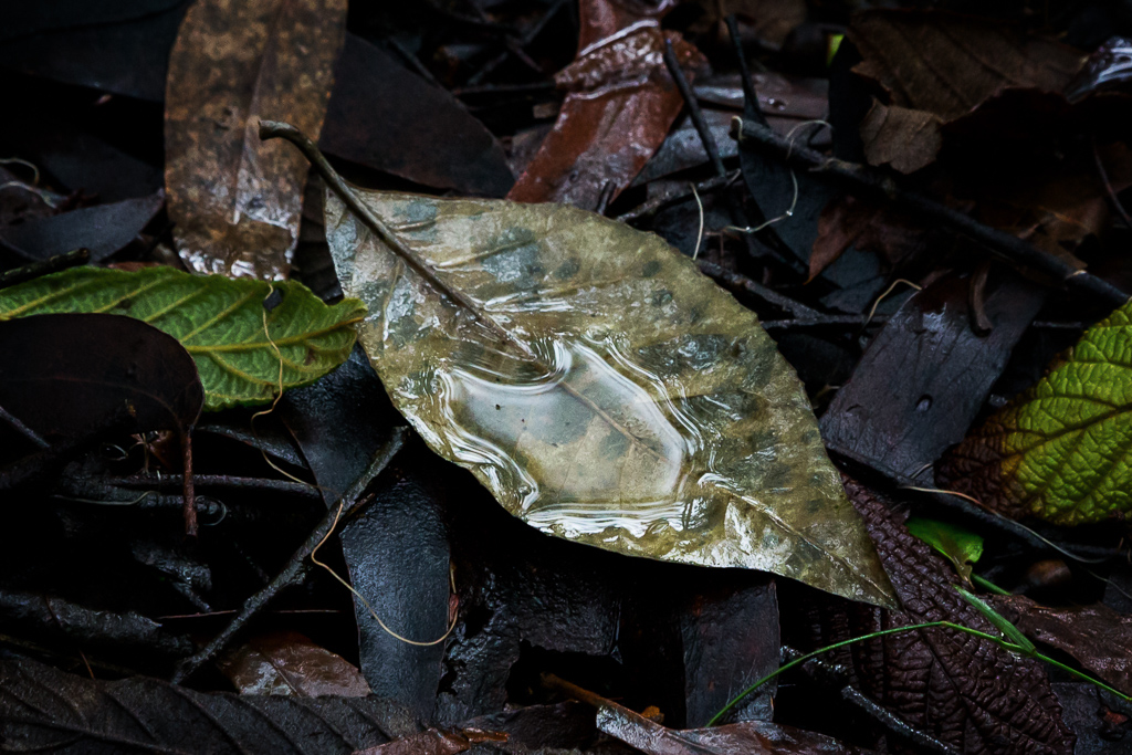 water-on-leaf