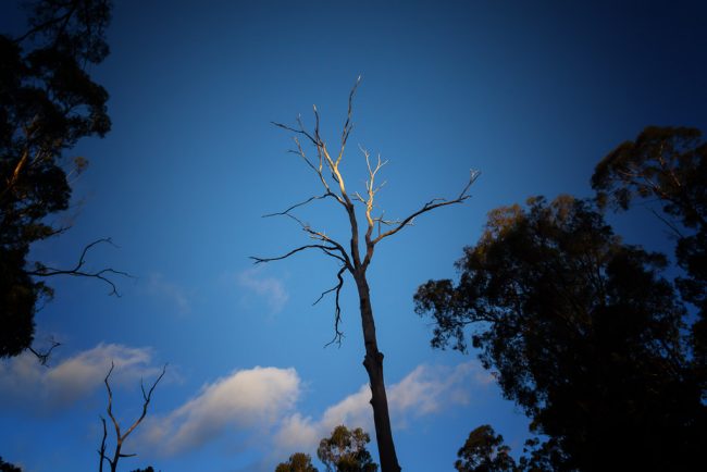bare-tree-branches-blue-sky