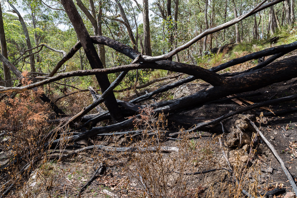 burnt-trees-fallen-wombat-state-forest