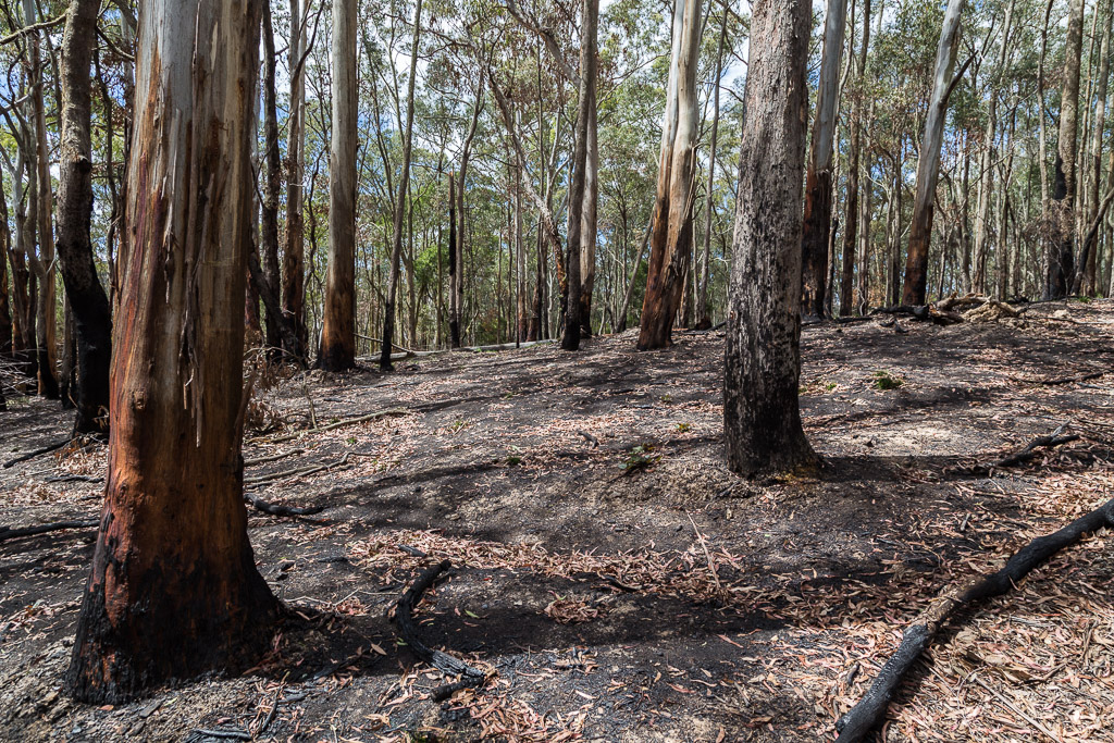 burnt-trees-wombat-state-forest