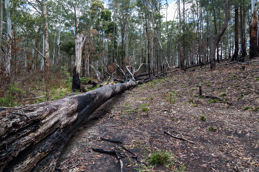 fallen-tree-burnt-wombat-state-forest