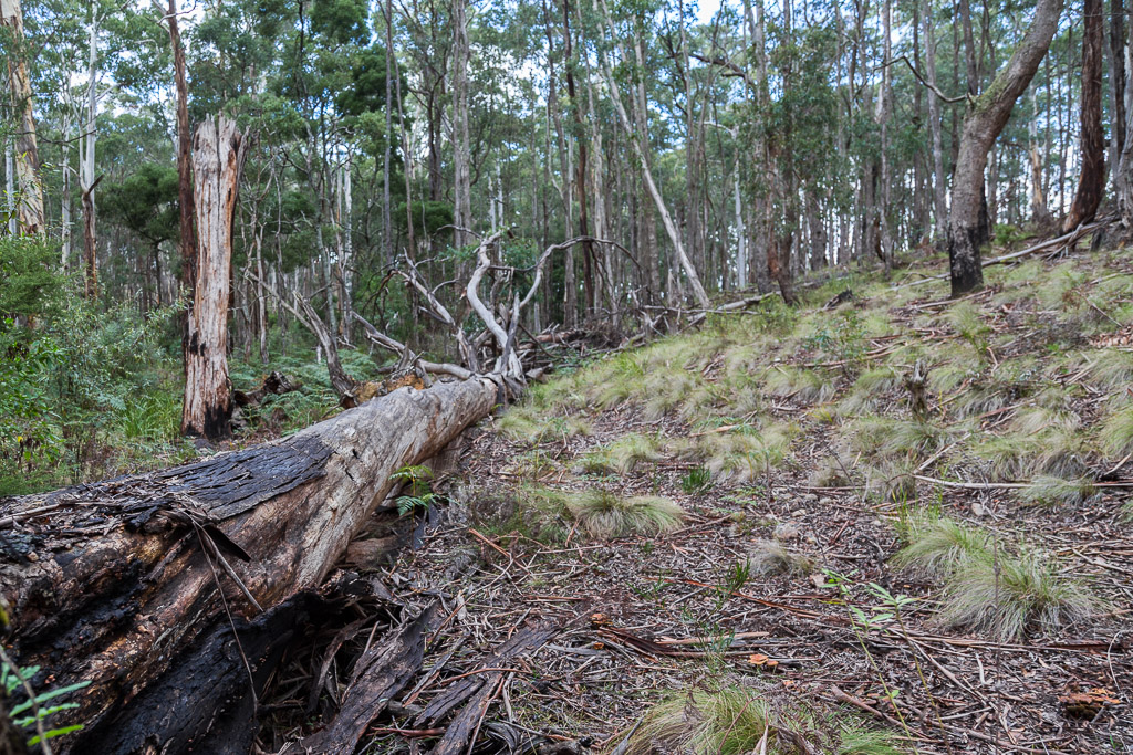 fallen-tree-wombat-state-forest