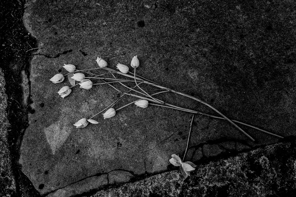 flowers-on-grave