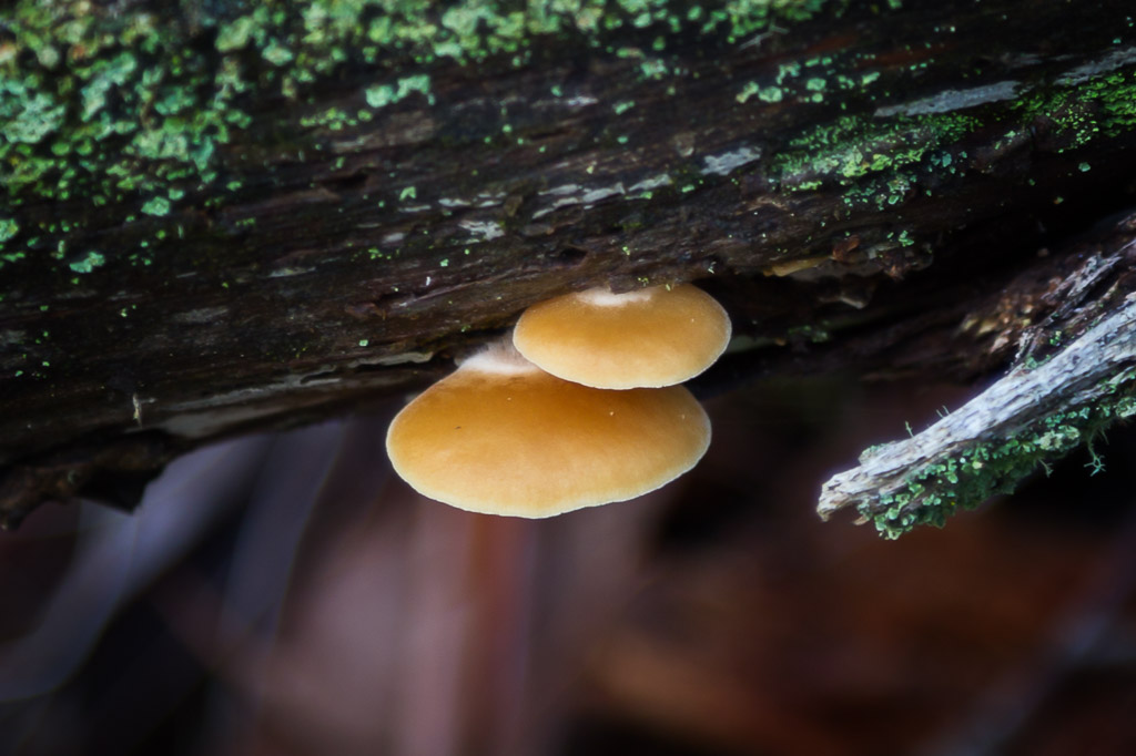 fungi-on-tree-wombat-state-forest