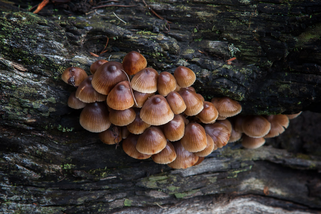 fungi-tree-wombat-state-forest