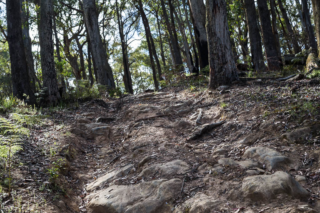 steep-track-wombat-state-forest