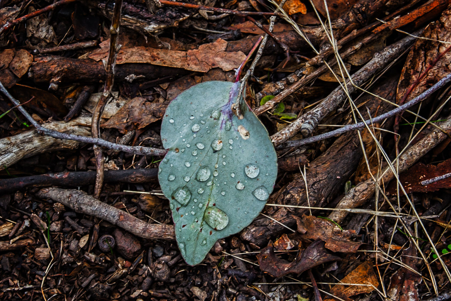 water-drops-on-leaf