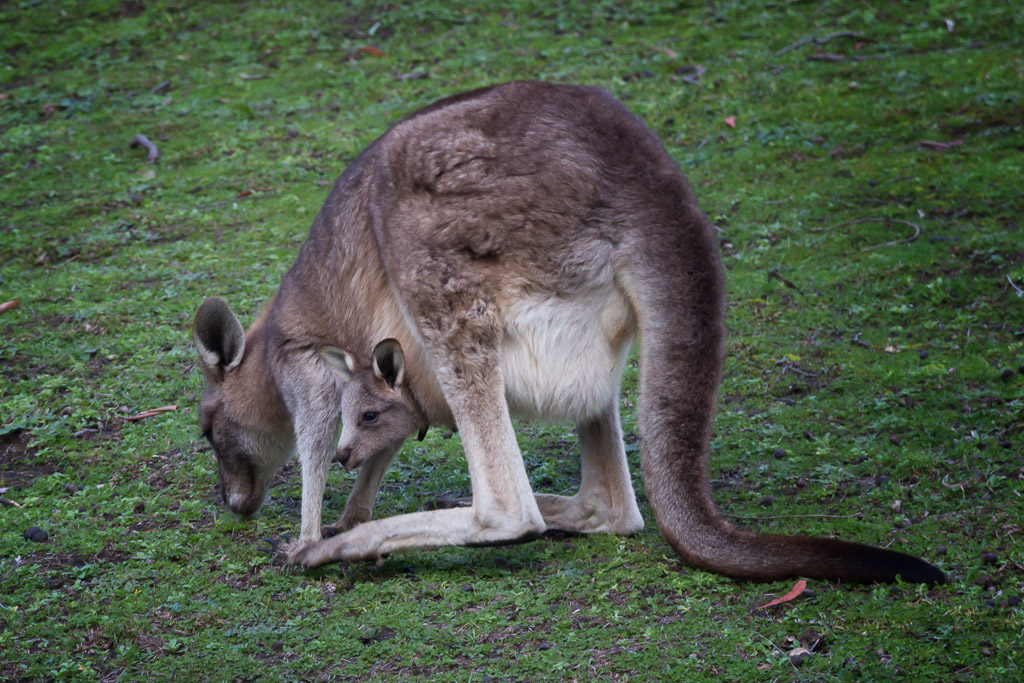 kangaroo-with-joey