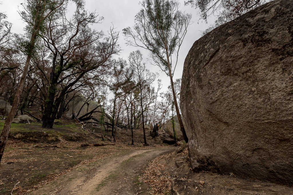 boulder-next-to-walking-track-black-hill-reserve
