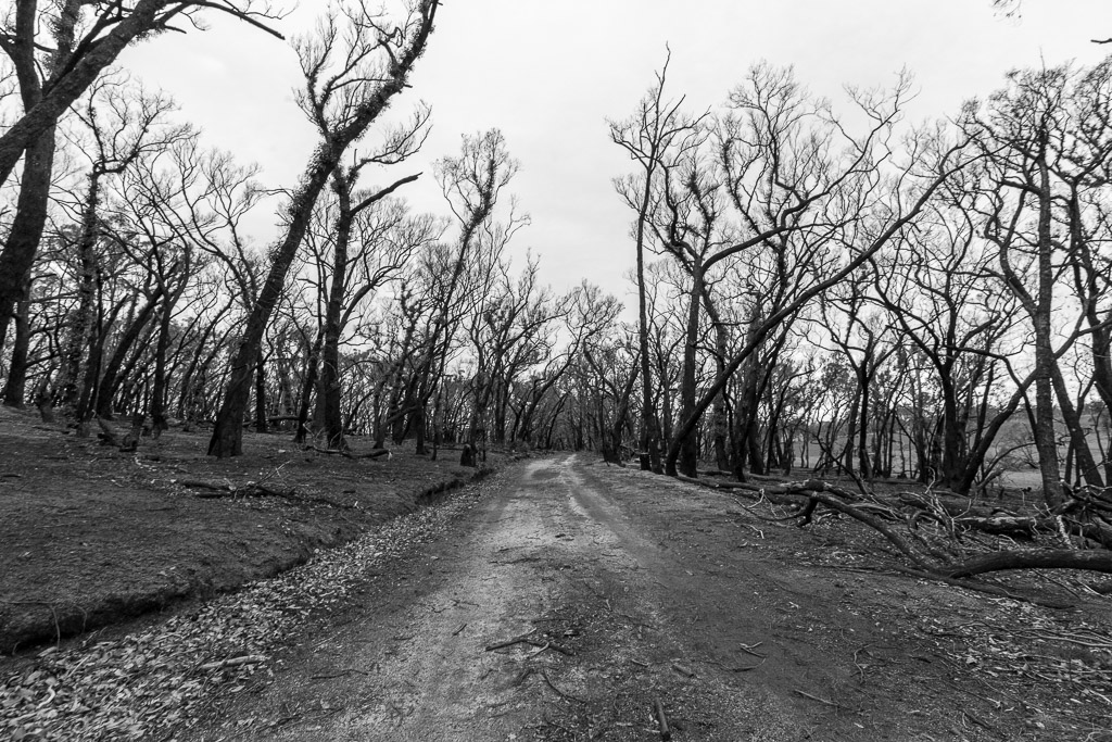 burnt-trees-next-to-walking-track-black-hill-reserve