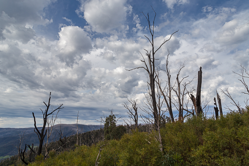 clouds-over-marysville-bushfire-regrowth